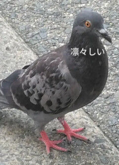 おしぼりでペンギン作れるよ