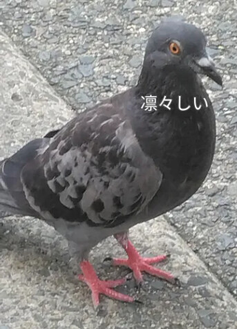 おしぼりでペンギン作れるよ
